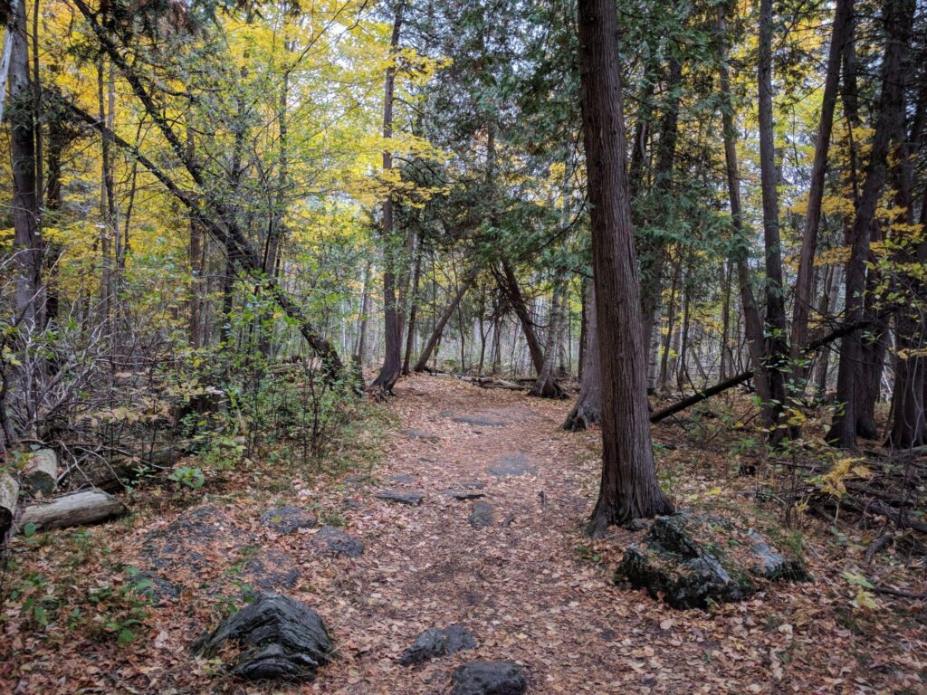 Jack Pine Trail
